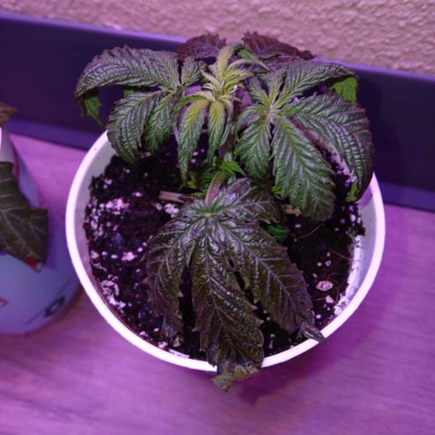 Lemon Cherry Gelato growlog timeline photo