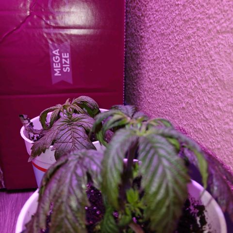 Lemon Cherry Gelato growlog timeline photo