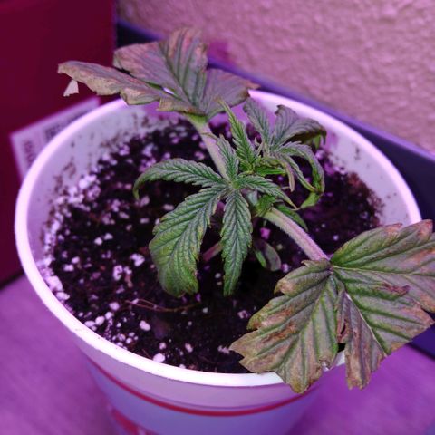 Gorilla Candy Auto growlog photo: Day 2 after the attack 