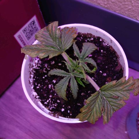 Gorilla Candy Auto growlog photo: Day 2 after the attack 