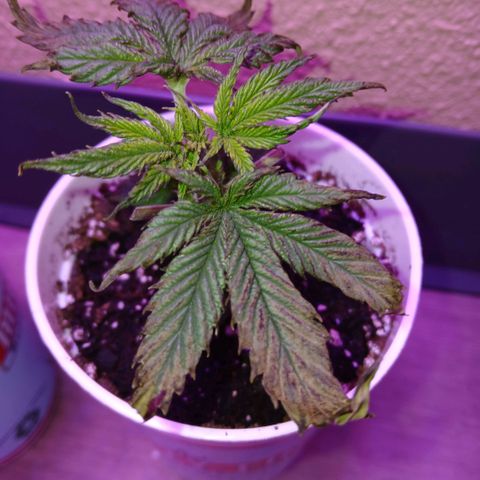 Lemon Cherry Gelato growlog photo: Day 2 after the attack
