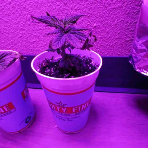 Lemon Cherry Gelato growlog photo: Day 2 after the attack