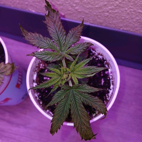 Lemon Cherry Gelato growlog photo: Day 2 after the attack