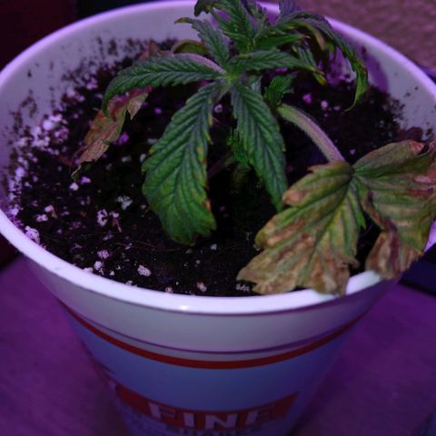 Gorilla Candy Auto growlog photo: I think they have been murdered by my ex, they dont seem to be recovering