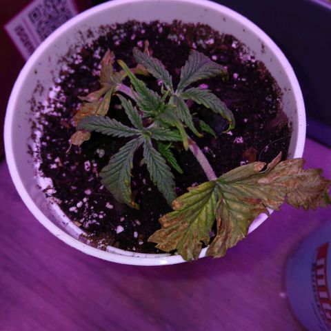 Gorilla Candy Auto growlog photo: I think they have been murdered by my ex, they dont seem to be recovering