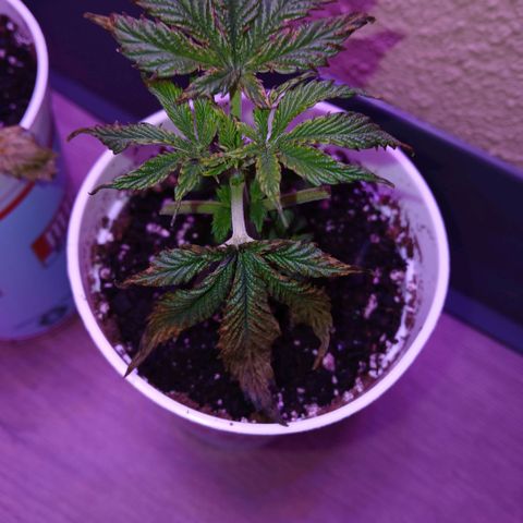 Lemon Cherry Gelato growlog photo: I think they have been murdered by my ex, they dont seem to be recovering