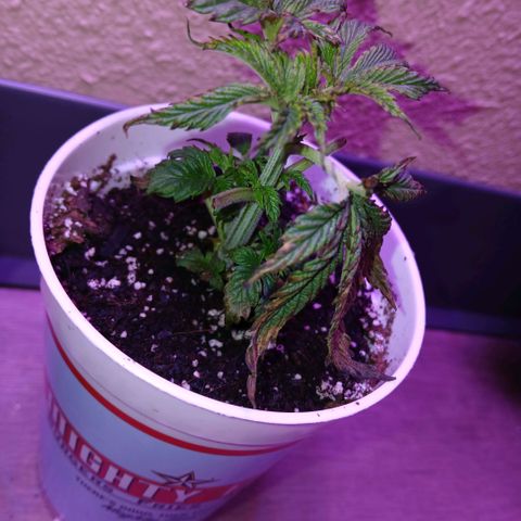 Lemon Cherry Gelato growlog photo: I think they have been murdered by my ex, they dont seem to be recovering