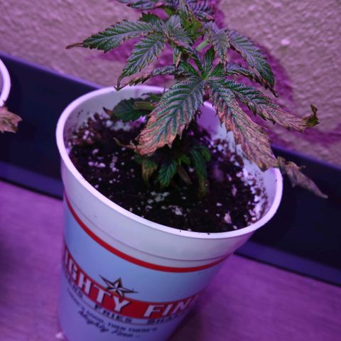 Lemon Cherry Gelato growlog photo: Mabie still alive??? The leaves look thicker and she picked up her leaves again, might even be taller too.