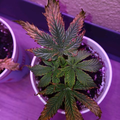 Lemon Cherry Gelato growlog photo: Mabie still alive??? The leaves look thicker and she picked up her leaves again, might even be taller too.