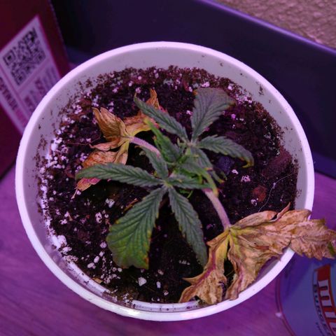 Gorilla Candy Auto growlog photo: She's showing no sign of recovering, but ill still wait and see.