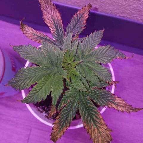Lemon Cherry Gelato growlog photo: NEW GROWTH!!! shell recover it looks like:)