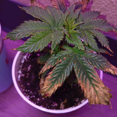 Lemon Cherry Gelato growlog photo: NEW GROWTH!!! shell recover it looks like:)