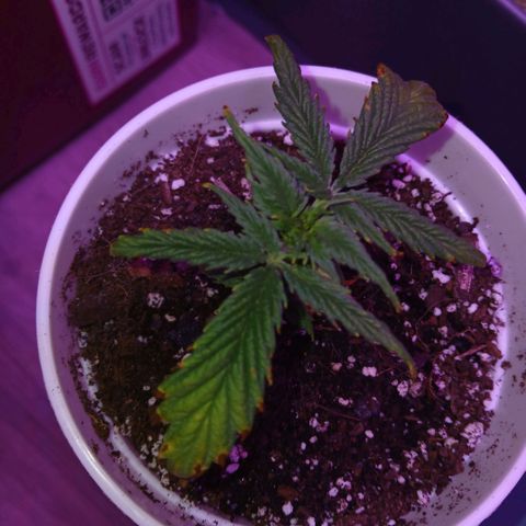 Gorilla Candy Auto growlog photo: She looks like she might recover? Im still not sure