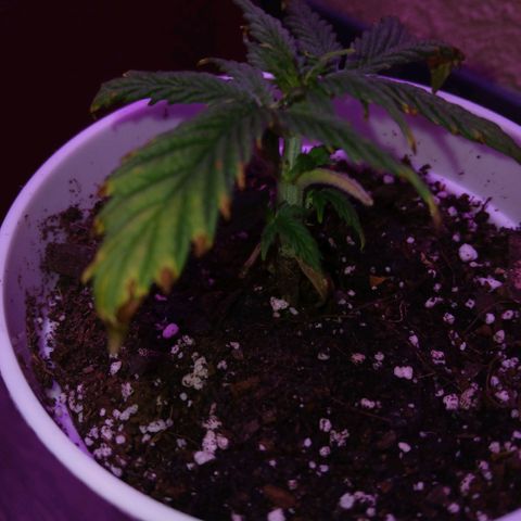 Gorilla Candy Auto growlog photo: She looks like she might recover? Im still not sure