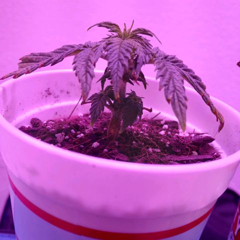 Gorilla Candy Auto growlog photo: Day one of apartment move