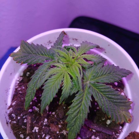 Gorilla Candy Auto growlog photo: Day one of apartment move