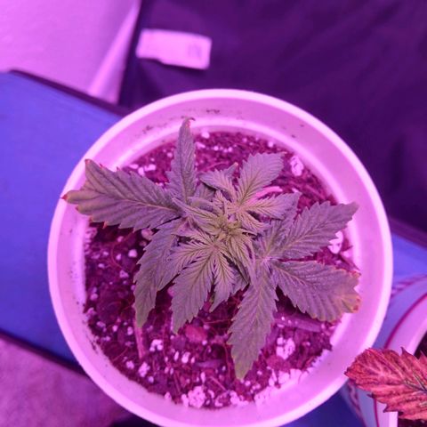 Gorilla Candy Auto growlog photo: Day one of apartment move