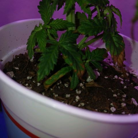 Lemon Cherry Gelato growlog photo: Day one of apartment move
