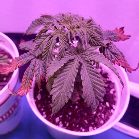 Lemon Cherry Gelato growlog photo: Day one of apartment move