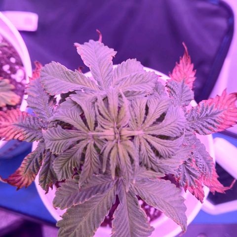 Lemon Cherry Gelato growlog photo: Day one of apartment move