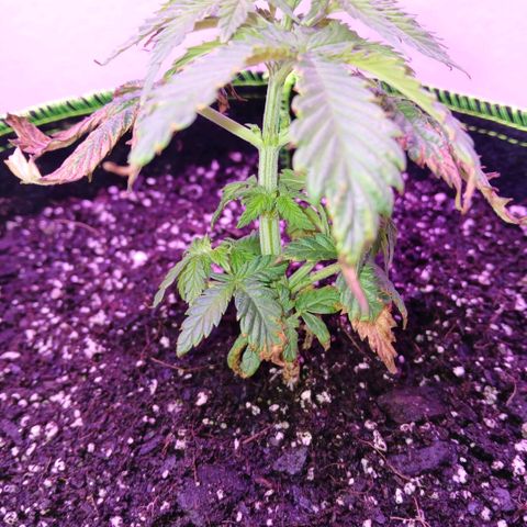 Lemon Cherry Gelato growlog photo: Day one of transplant