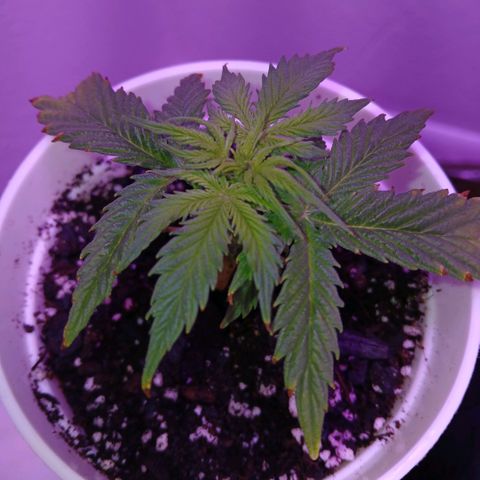 Gorilla Candy Auto growlog timeline photo