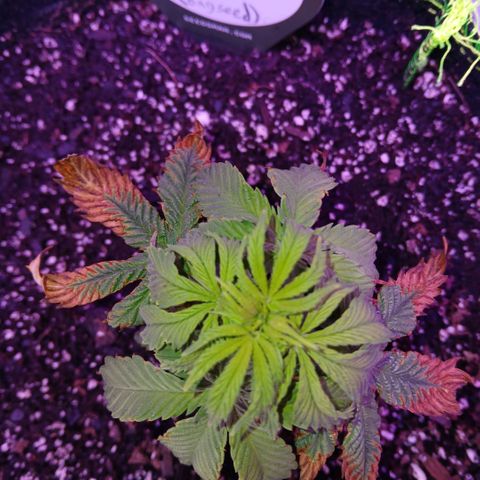 Lemon Cherry Gelato growlog timeline photo