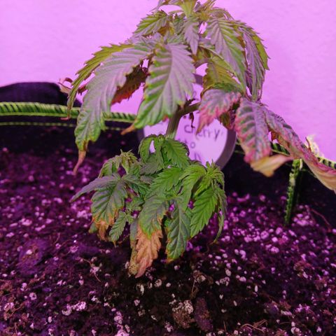 Lemon Cherry Gelato growlog timeline photo