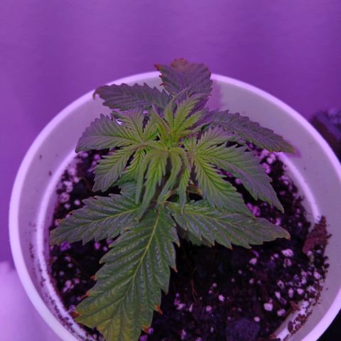 Gorilla Candy Auto growlog timeline photo