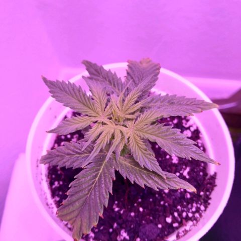 Gorilla Candy Auto growlog photo: 6:20AM (growth monitor)