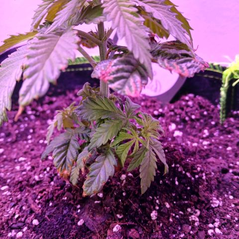 Lemon Cherry Gelato growlog photo: Still 4.5 inches