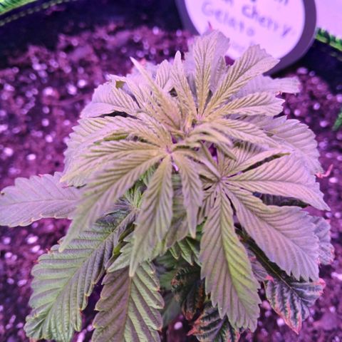 Lemon Cherry Gelato growlog photo: Still 4.5 inches