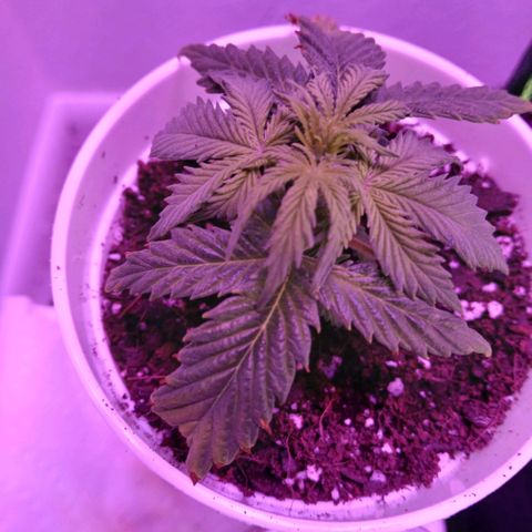 Gorilla Candy Auto growlog photo: Still same height
10:00