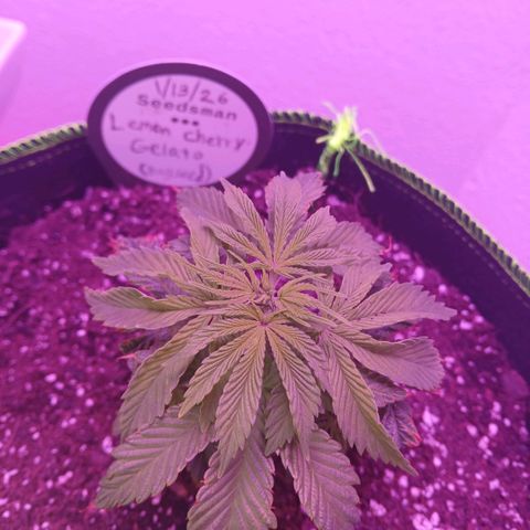 Lemon Cherry Gelato growlog photo: Did some light lollipoping, shes still at 4.5 inches roughly 6:55AM