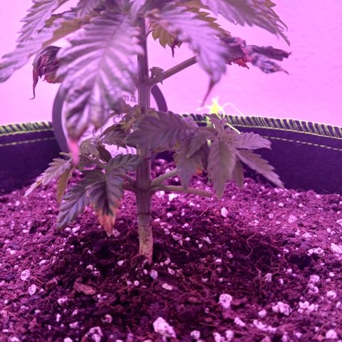 Lemon Cherry Gelato growlog photo: Did some light lollipoping, shes still at 4.5 inches roughly 6:55AM