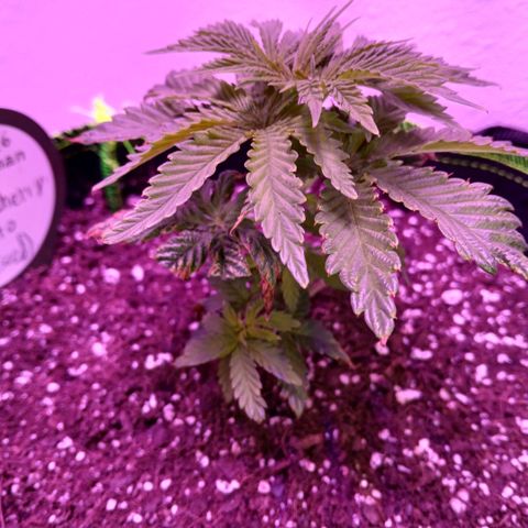 Lemon Cherry Gelato growlog photo: Massive changes in the last 2 days in the growth, ive discovered 2 problems with my initial grow, plant straight into grow bags, they dont like the cups, and i was under feeding, they're responding to the nutrients good