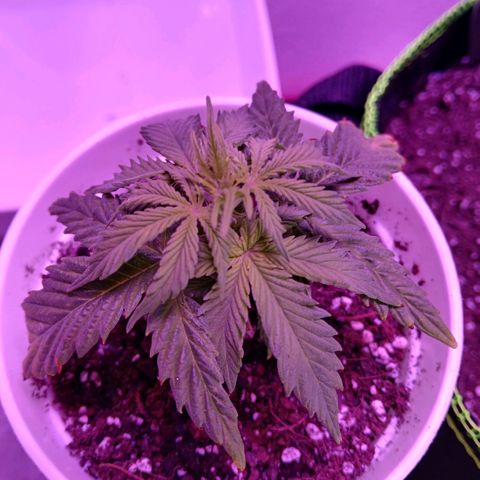 Gorilla Candy Auto growlog timeline photo