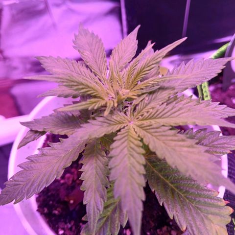 Gorilla Candy Auto growlog timeline photo