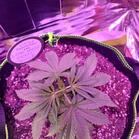 Lemon Cherry Gelato growlog photo: Yeah..... my mistake was not feeding enough, they're happy with the nutrients it seems.