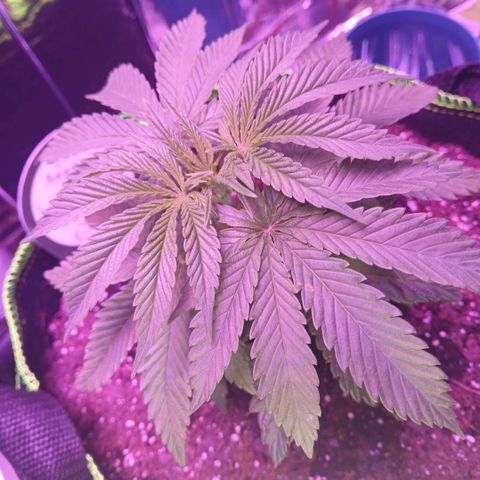 Lemon Cherry Gelato growlog timeline photo