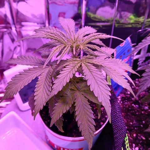 Gorilla Candy Auto growlog timeline photo