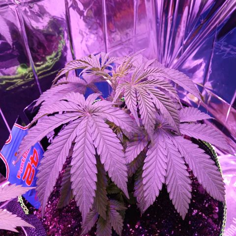 Lemon Cherry Gelato growlog timeline photo