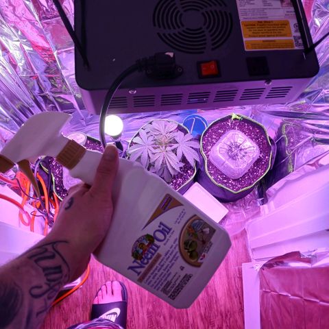 Lemon Cherry Gelato growlog photo: Dosed them all with neem oil, saw some fungus gnats flying around.