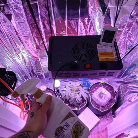 Gorilla Candy Auto growlog photo: Dosed them all with neem oil, saw some fungus gnats flying around