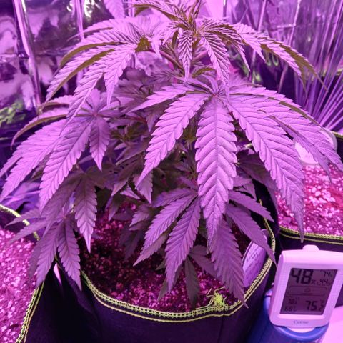 Lemon Cherry Gelato growlog timeline photo