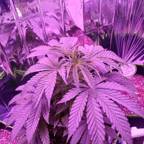 Lemon Cherry Gelato growlog timeline photo