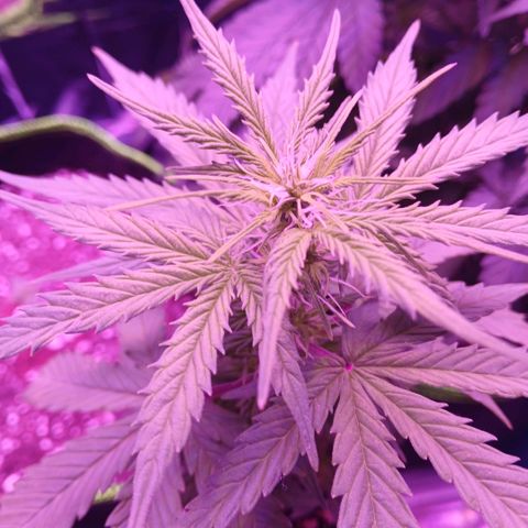 Gorilla Candy Auto growlog timeline photo