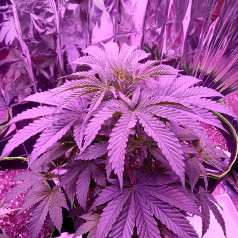 Lemon Cherry Gelato growlog timeline photo