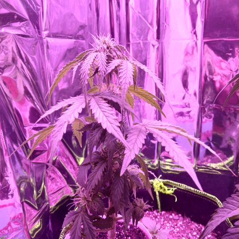 Gorilla Candy Auto growlog photo: Defoliated alot, well see if its too much at once bc I let it get bushy.