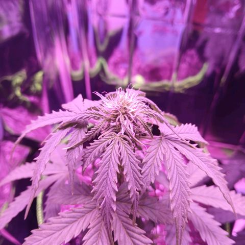 Gorilla Candy Auto growlog photo: Defoliated alot, well see if its too much at once bc I let it get bushy.